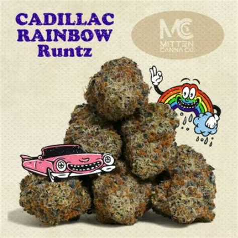 Cadillac rainbows strain - Find information about the Cadillac Rainbows strain from Mendocino Grasslands such as potency, common effects, and where to find it. Aroma & tasting notes: sweet and slightly spicy nutty chocolate flavor with a lightly creamy vanilla exhale. Lineage: Runtz x Pure Michigan (Oreoz x Mendo Breath) Effects: calming and soothing effects that will leave …